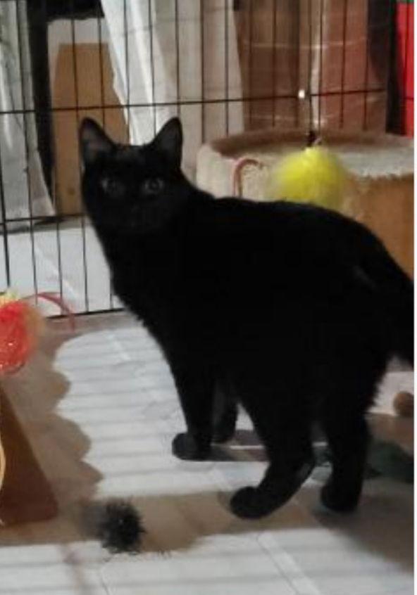 Enlarge Snoopy-Courtesy Post!, a Adoptable Domestic Short Hair in Spring City, PA image 3/3