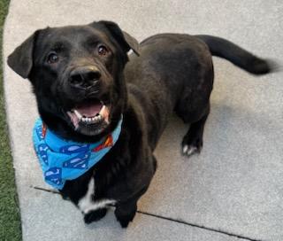 Long Boy Liam, Adoptable, Adult Male Dachshund & Basset Hound.