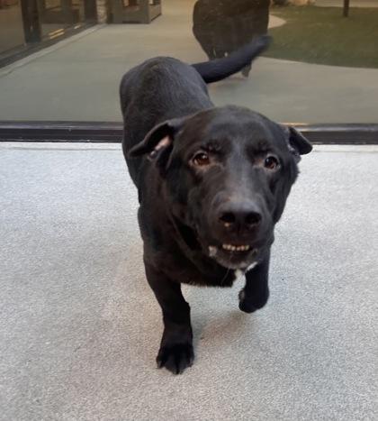 Enlarge Long Boy Liam, a Adoptable mixed breed in Lewisville, TX image 1/3