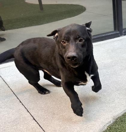 Enlarge Long Boy Liam, a Adoptable mixed breed in Lewisville, TX image 2/3