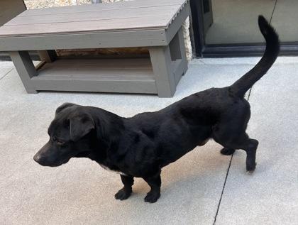 Enlarge Long Boy Liam, a Adoptable mixed breed in Lewisville, TX image 3/3