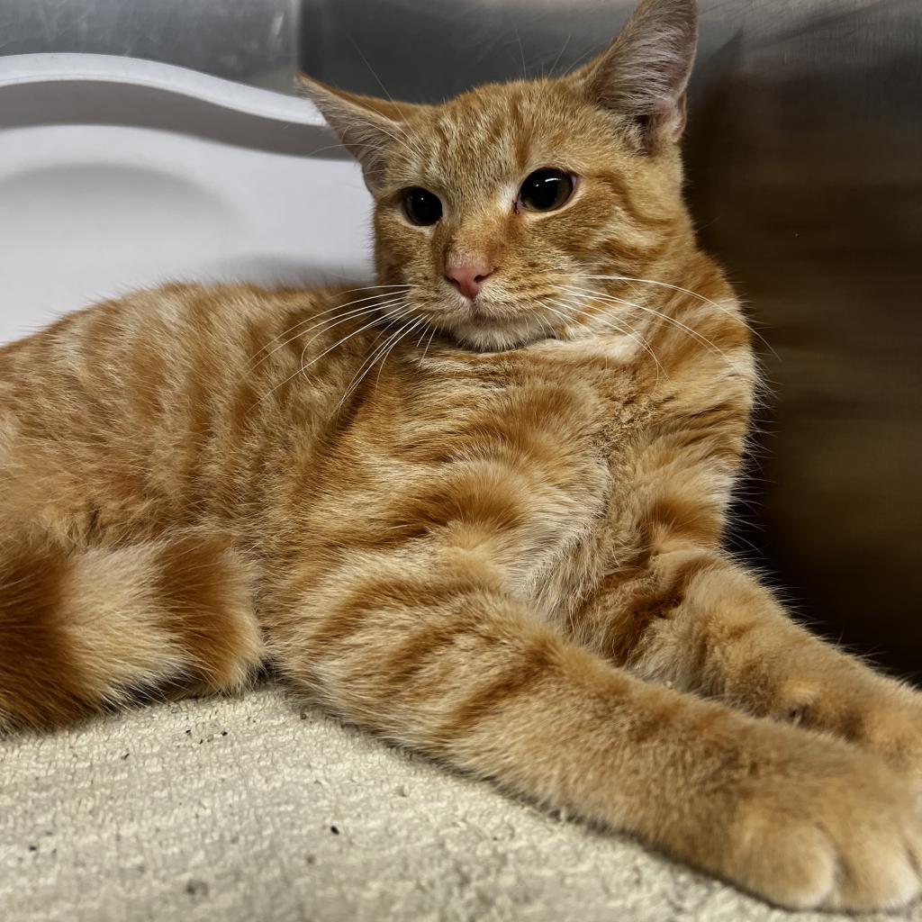 Doyle, Adoptable, Adult Male Domestic Short Hair.