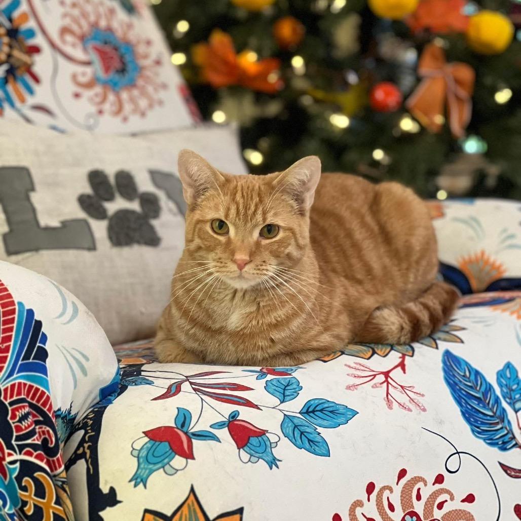 Enlarge Doyle, a Adoptable Domestic Short Hair in Harrisville, WV image 2/3