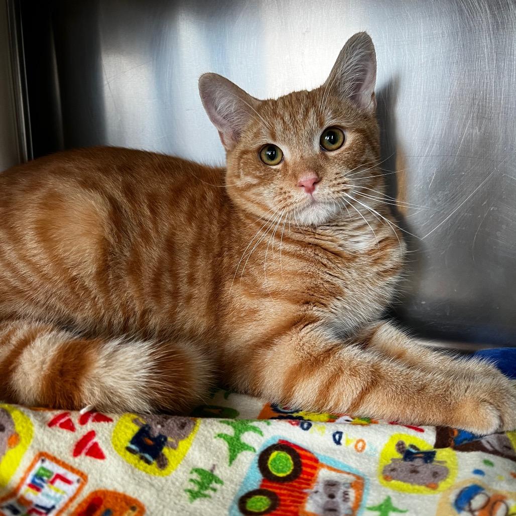 Enlarge Doyle, a Adoptable Domestic Short Hair in Harrisville, WV image 3/3