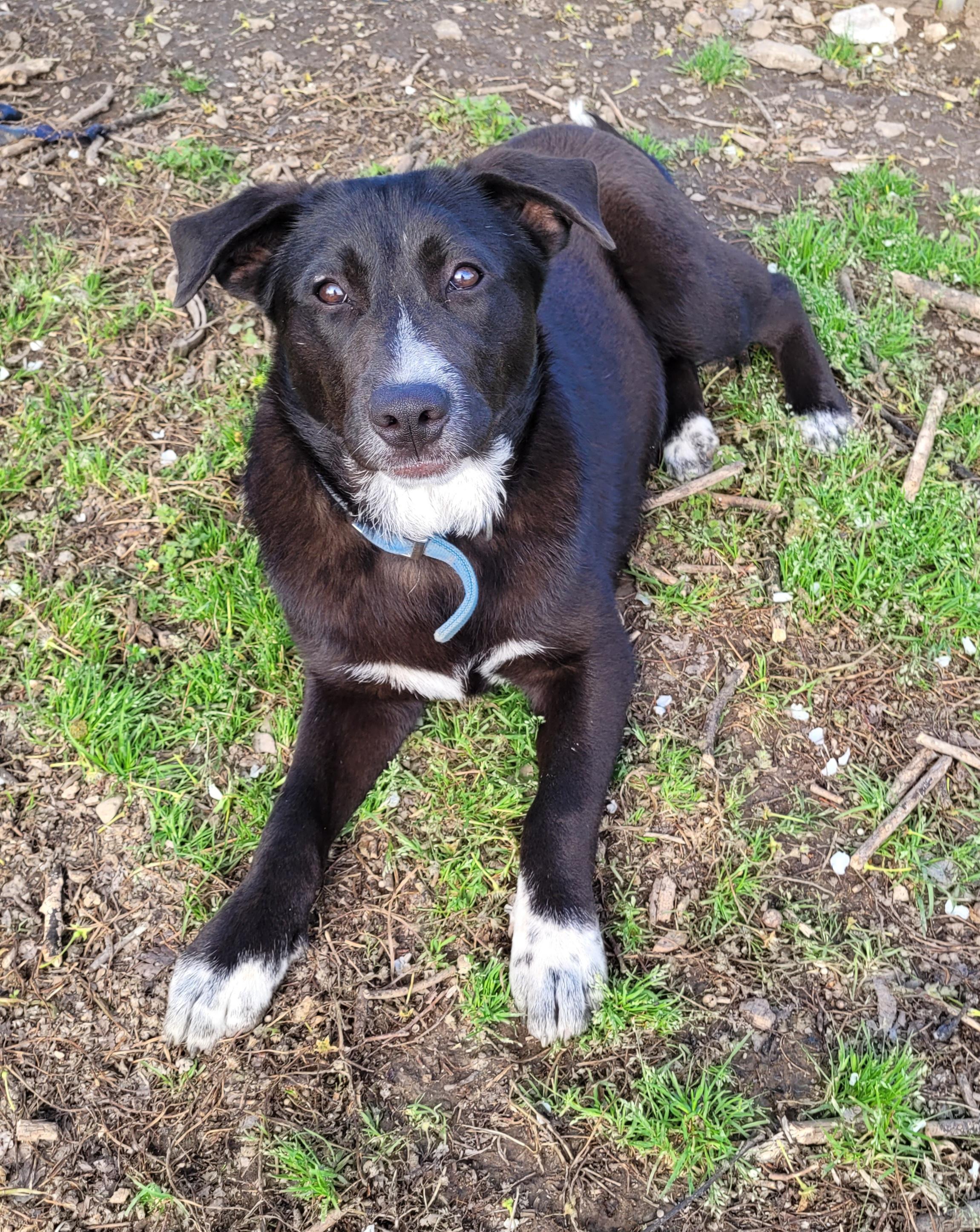 Sydney, a Adoptable mixed breed in Shelbyville, TN image 1/5