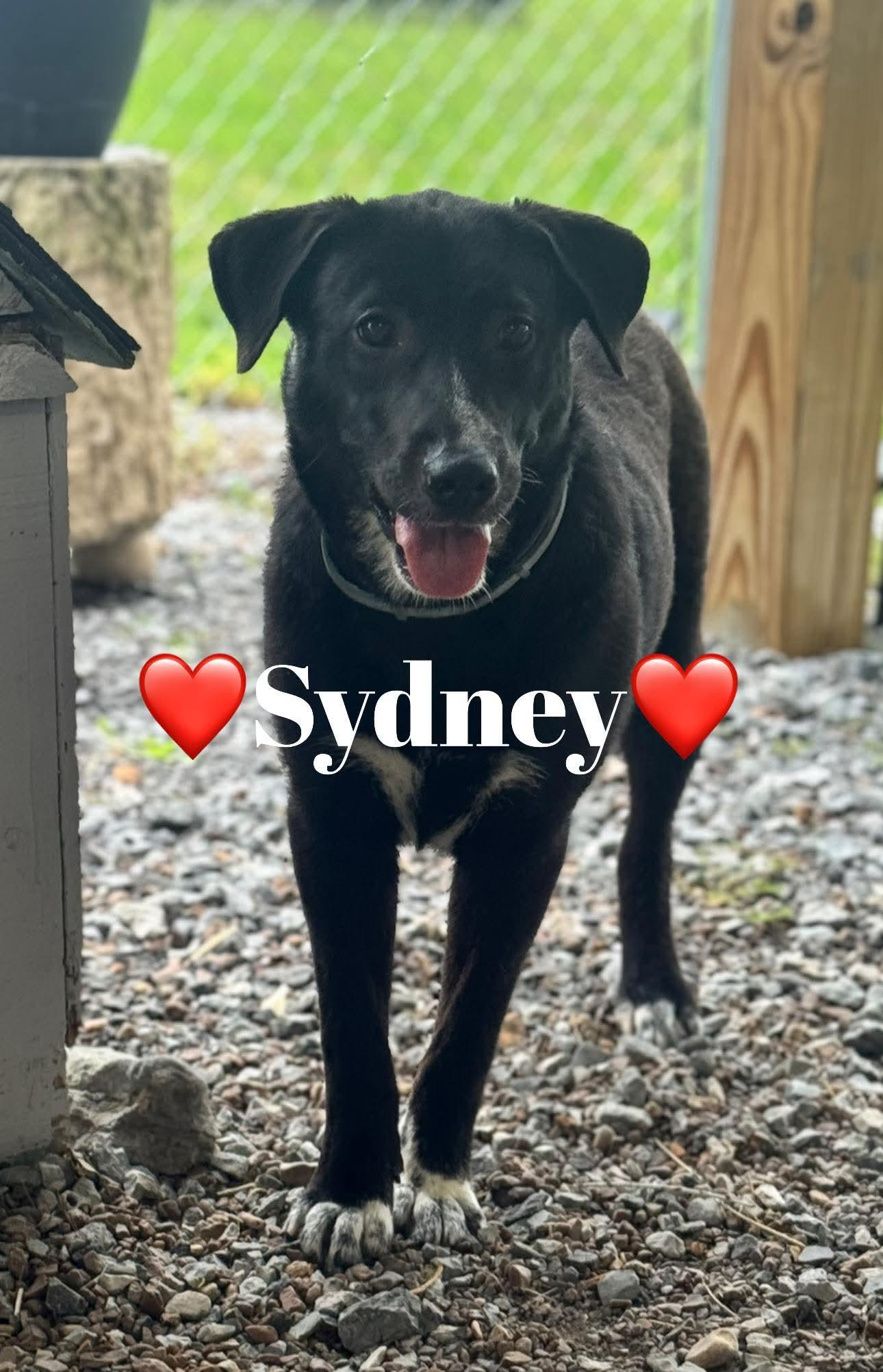 Sydney, a Adoptable mixed breed in Shelbyville, TN image 2/5