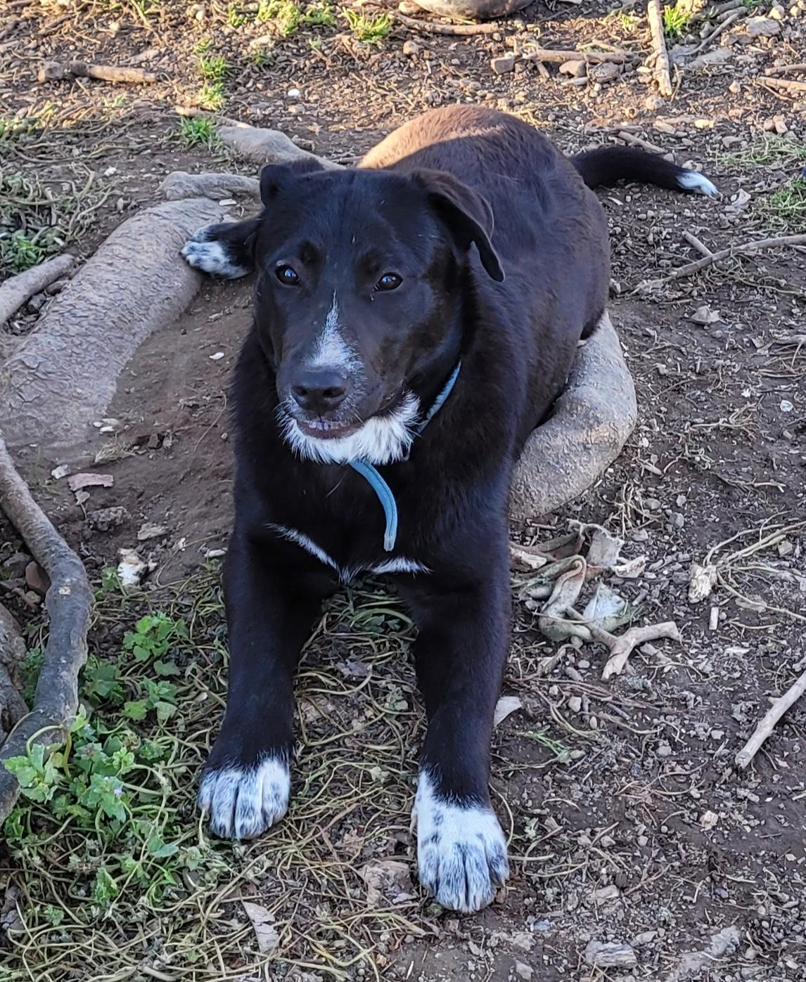 Sydney, a Adoptable mixed breed in Shelbyville, TN image 3/5