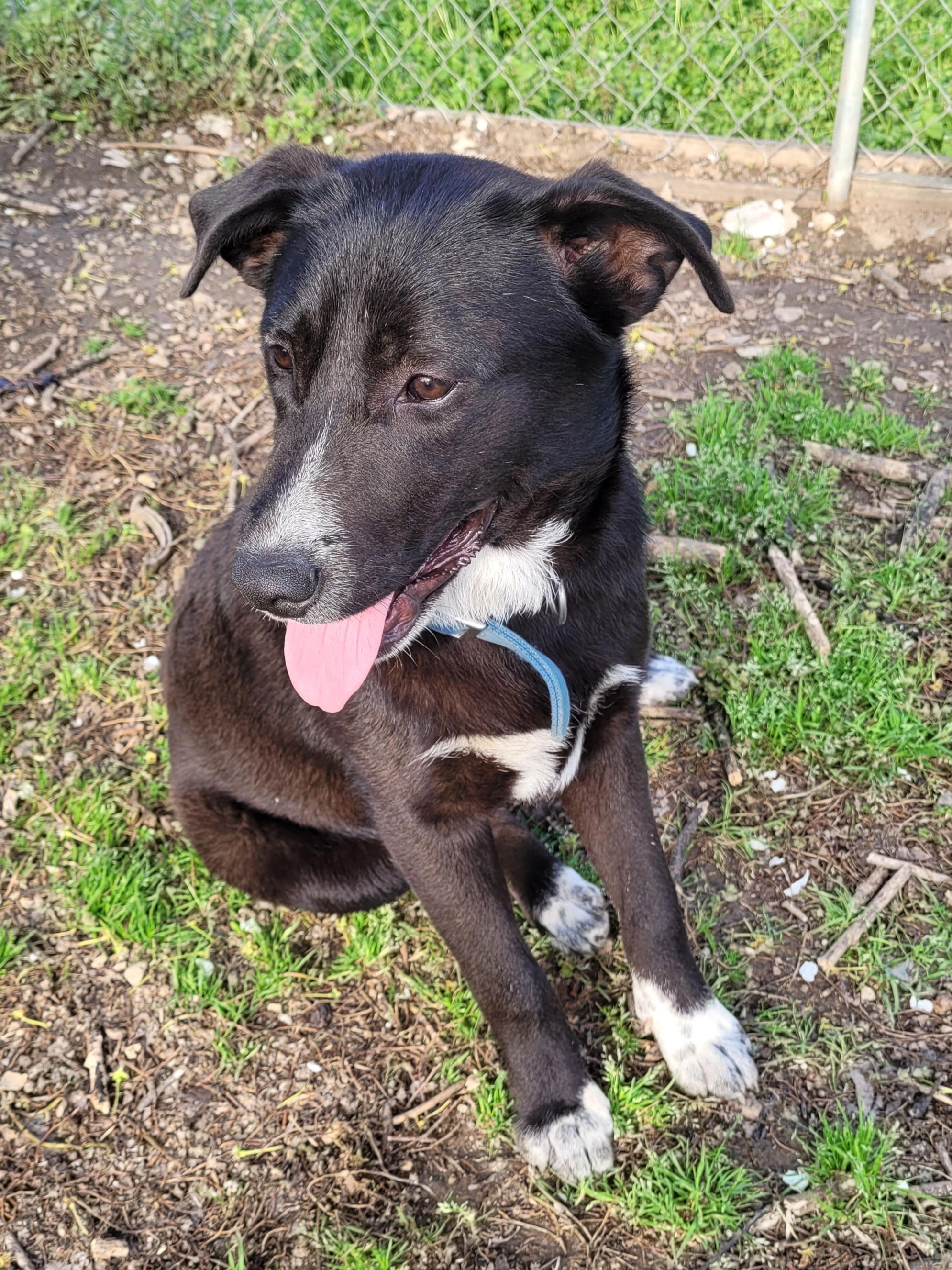 Sydney, a Adoptable mixed breed in Shelbyville, TN image 4/5