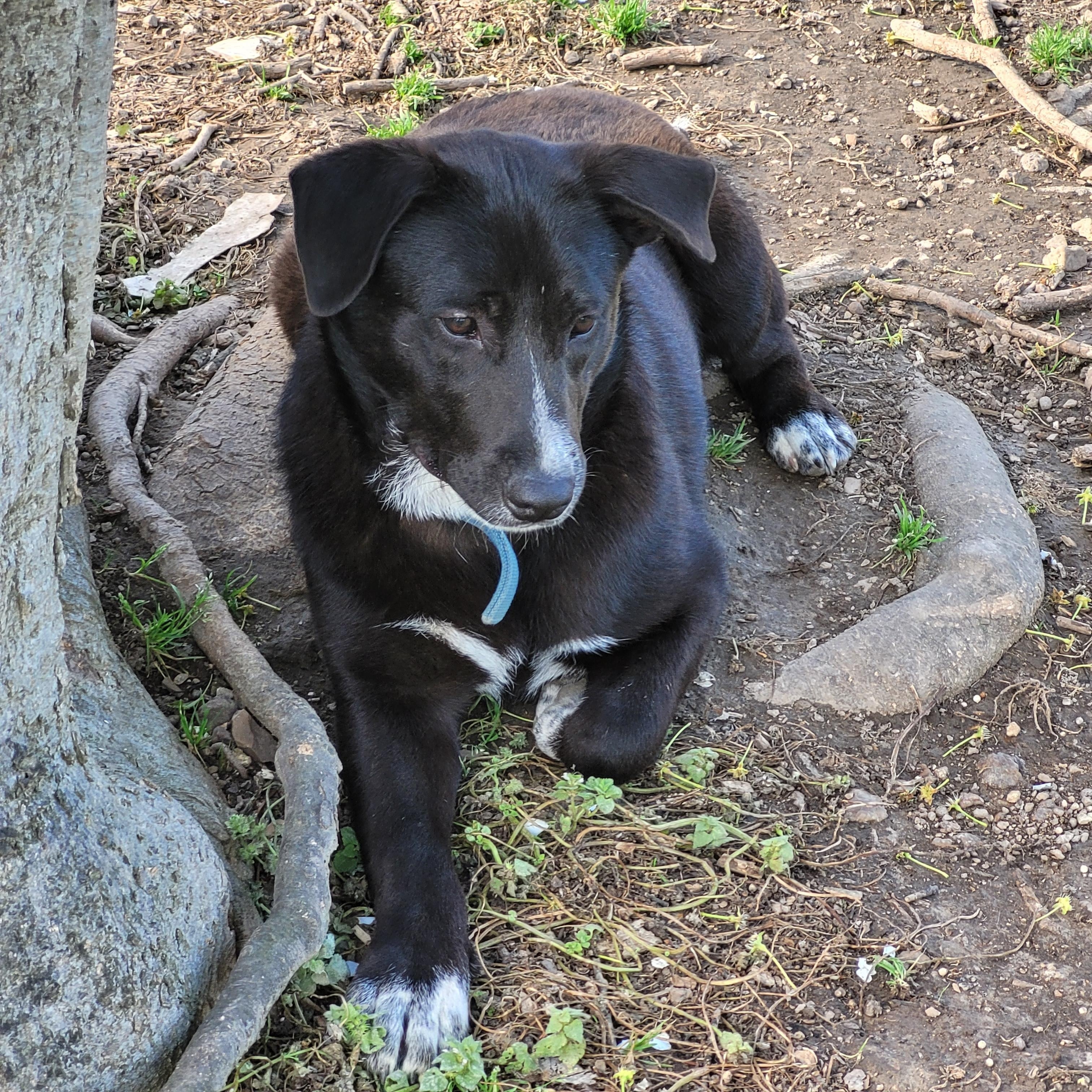 Sydney, a Adoptable mixed breed in Shelbyville, TN image 5/5