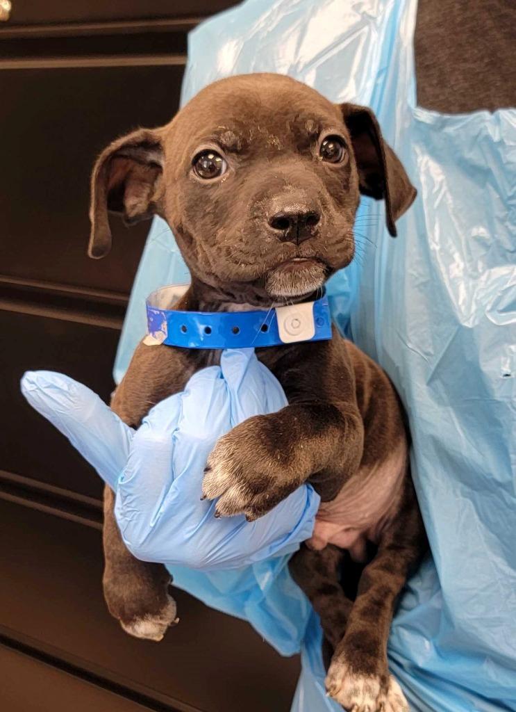 St. Patrick's Day, Adoptable, Puppy Male Mixed Breed.