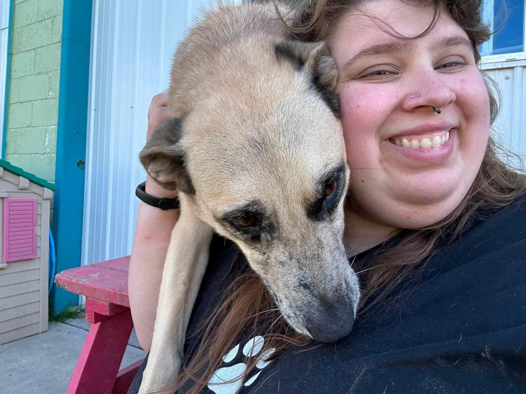 Birdie, Adoptable, Adult Female Shepherd & Mixed Breed.