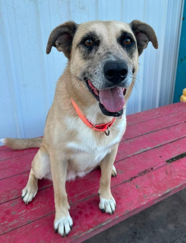 Birdie, Adoptable, Adult Female Shepherd & Catahoula Leopard Dog.