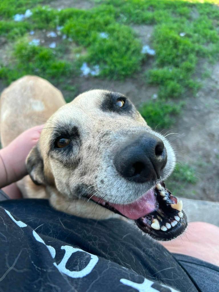 Enlarge Birdie, a Adoptable mixed breed in Warren, MI image 3/5