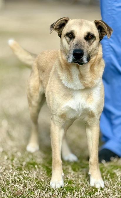 Enlarge Birdie, a Adoptable mixed breed in Warren, MI image 1/1
