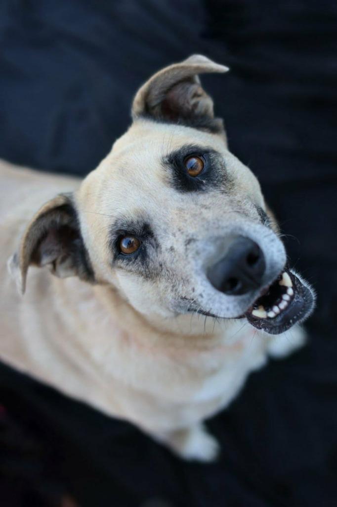 Enlarge Birdie, a Adoptable mixed breed in Warren, MI image 2/6