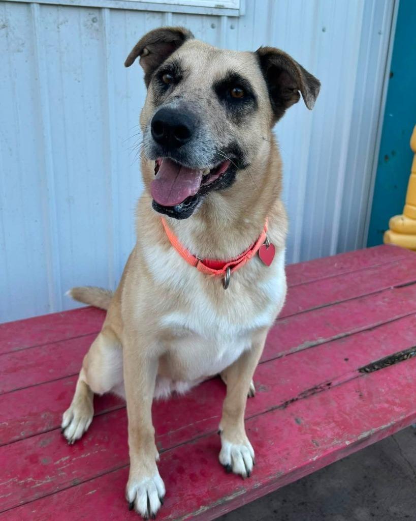 Enlarge Birdie, a Adoptable mixed breed in Warren, MI image 5/5