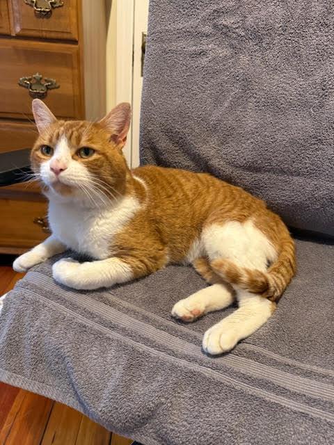 Enlarge Lucky C, a ADOPTABLE Domestic Short Hair in Melrose, MA image 2/6