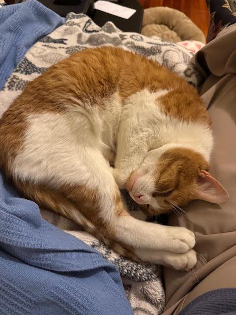 Enlarge Lucky C, a ADOPTABLE Domestic Short Hair in Melrose, MA image 3/6