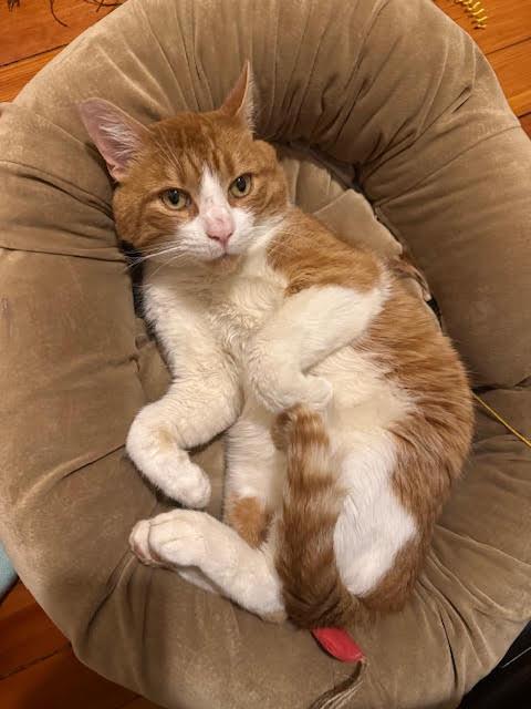 Lucky C, ADOPTABLE, Young Male Domestic Short Hair.