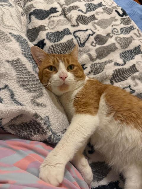 Enlarge Lucky C, a ADOPTABLE Domestic Short Hair in Melrose, MA image 5/6