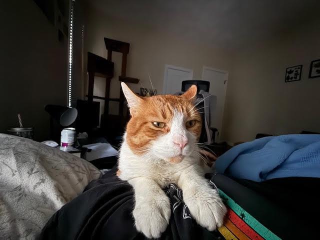 Enlarge Lucky C, a ADOPTABLE Domestic Short Hair in Melrose, MA image 4/6