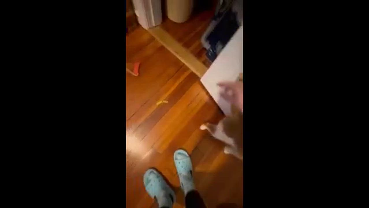 Enlarge Lucky C, a ADOPTABLE Domestic Short Hair in Melrose, MA video 6/6