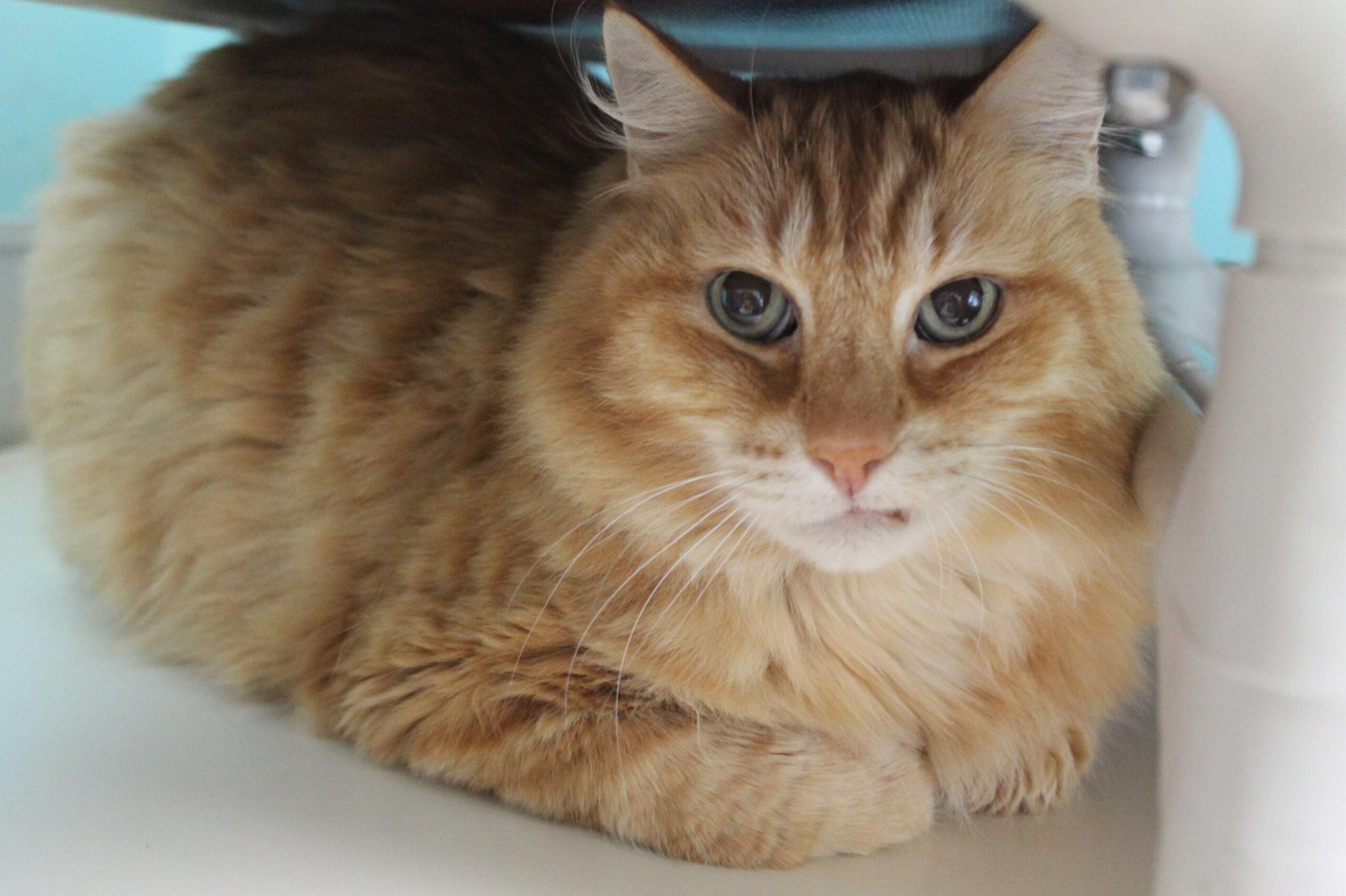 Leo, an adoptable Domestic Medium Hair in McCall, ID, 83638 | Photo Image 1