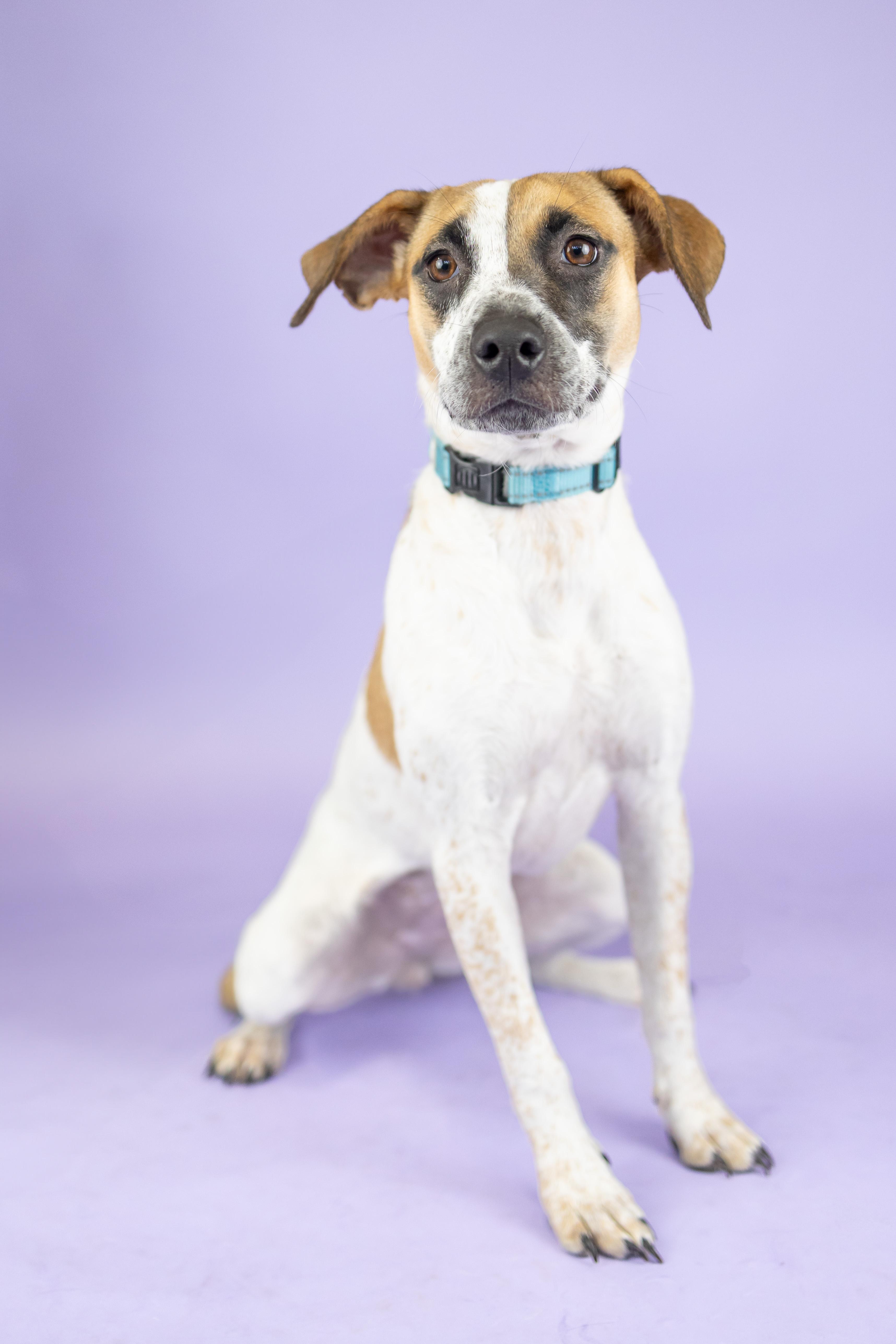 Arizona, adoptable, Young Female Mixed Breed.