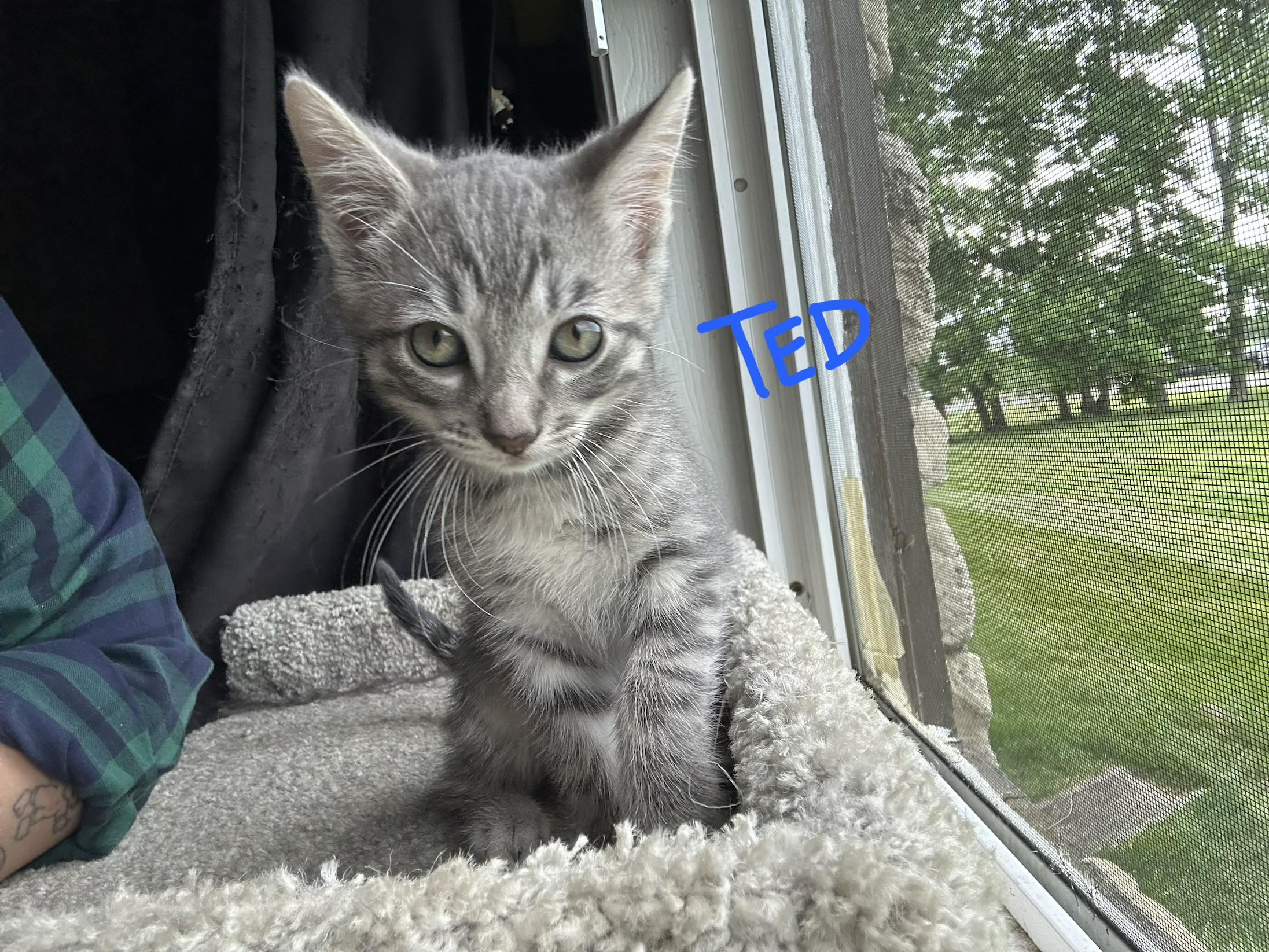 Ted, Adoptable, Kitten Male Domestic Short Hair.