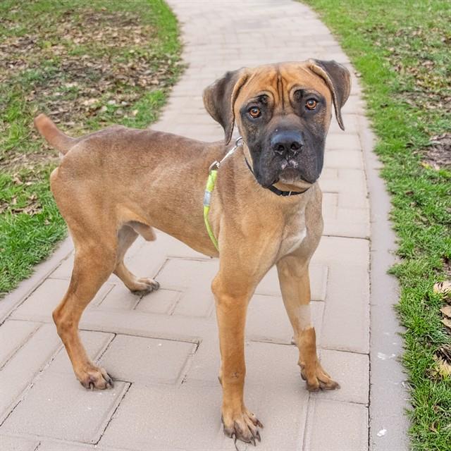 BONES, Adoptable, Young Male Mastiff & Mixed Breed.