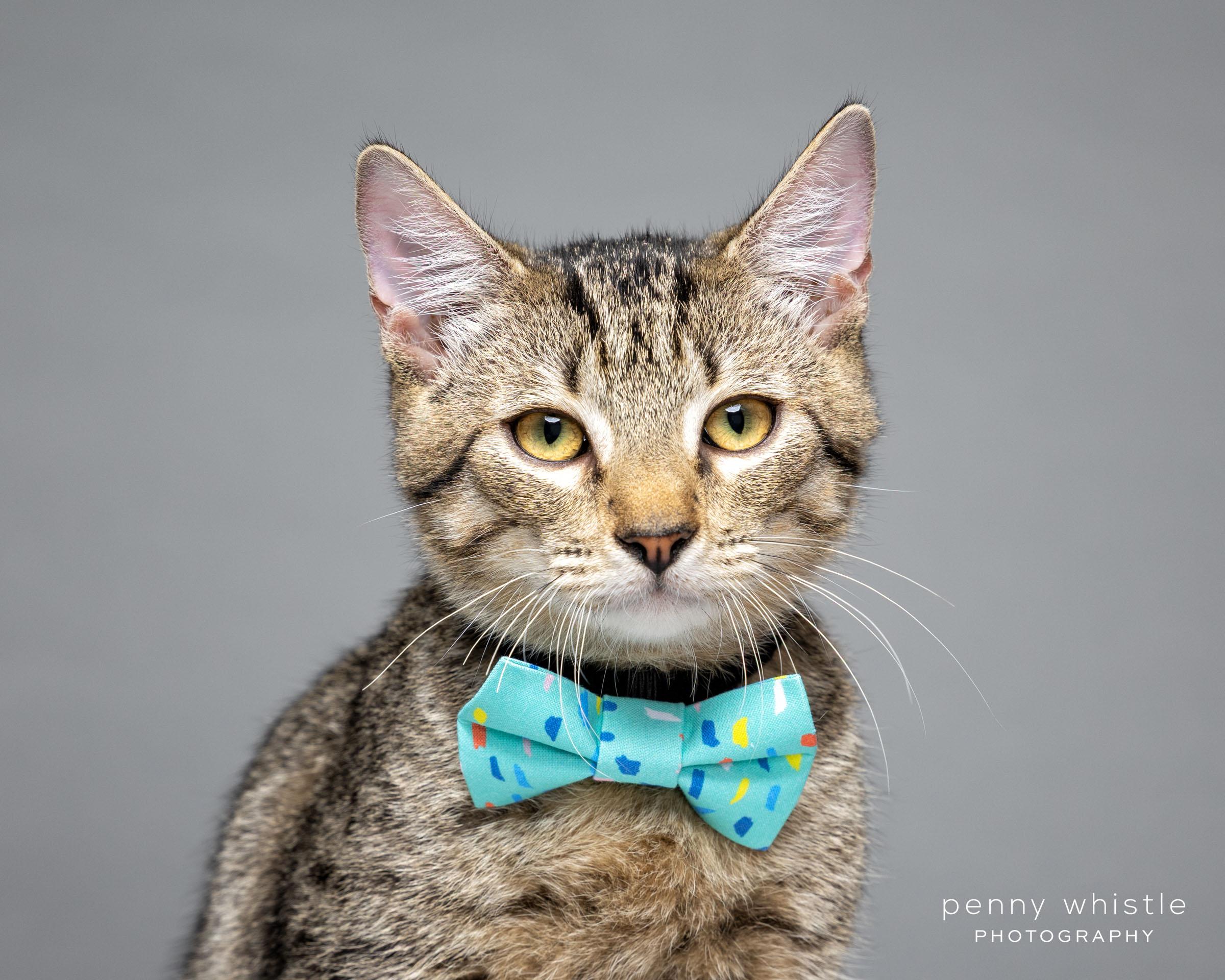 Enlarge Tips, a Adoptable Domestic Short Hair in Coppell, TX image 2/6