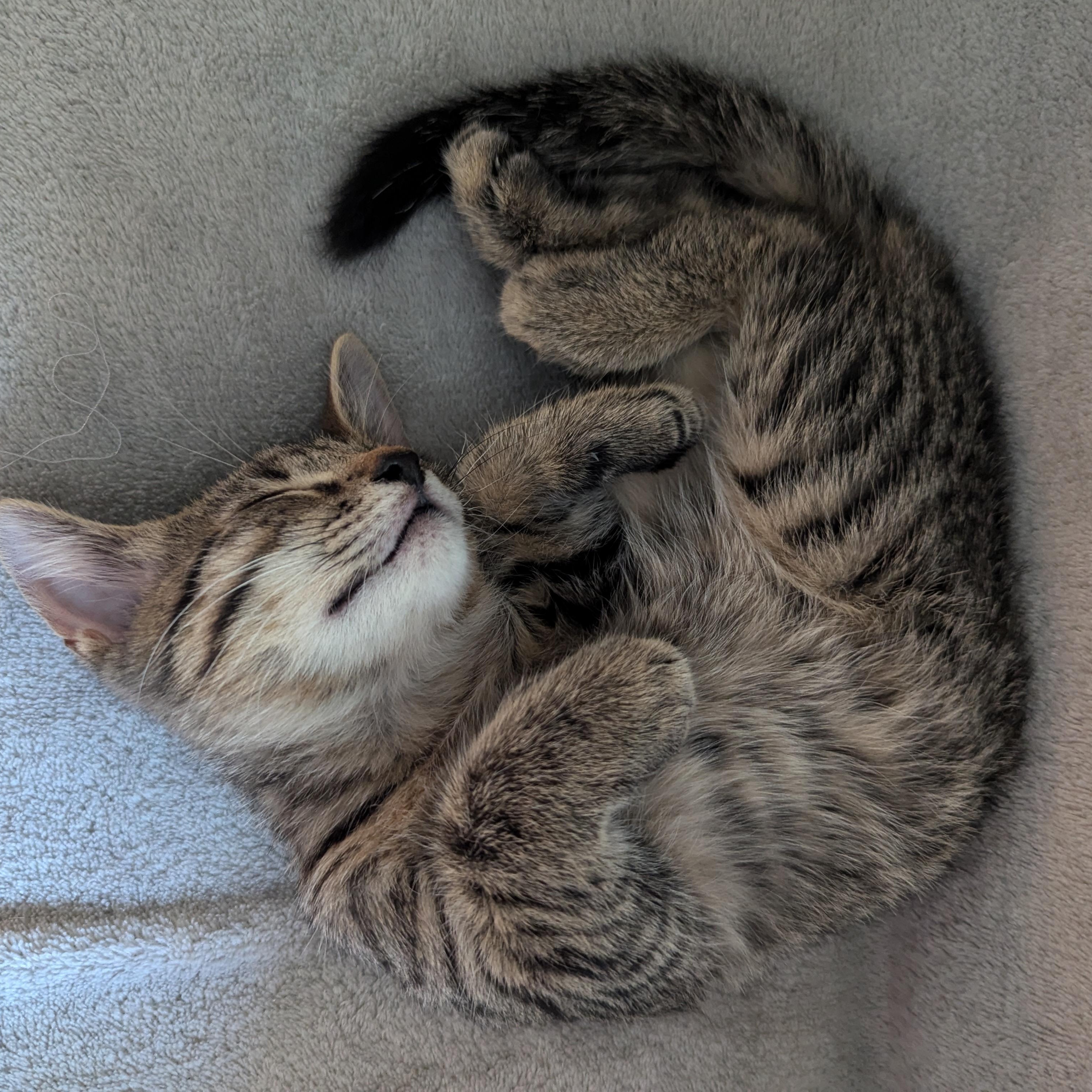 Enlarge Tips, a Adoptable Domestic Short Hair in Coppell, TX image 4/6