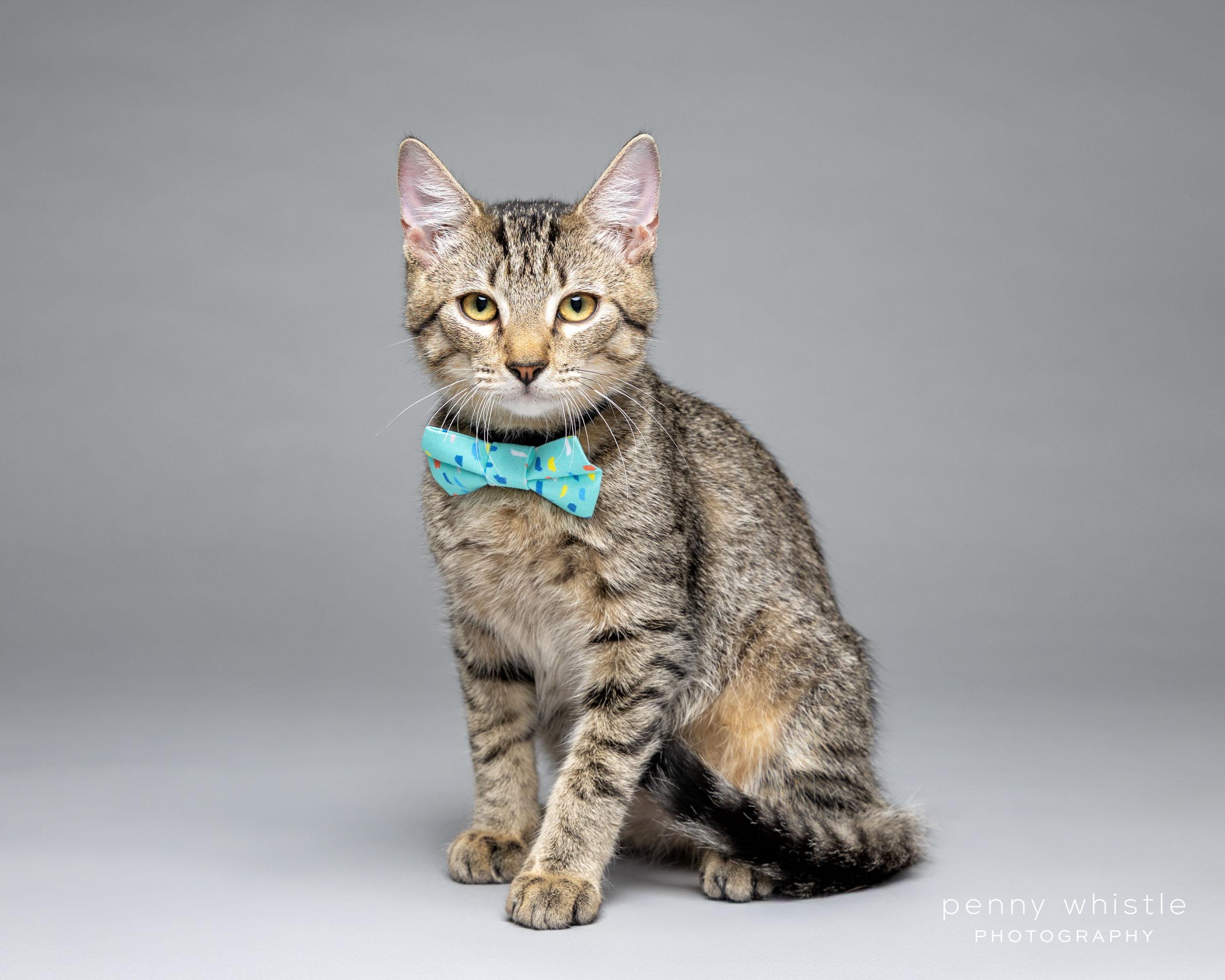 Enlarge Tips, a Adoptable Domestic Short Hair in Coppell, TX image 1/6