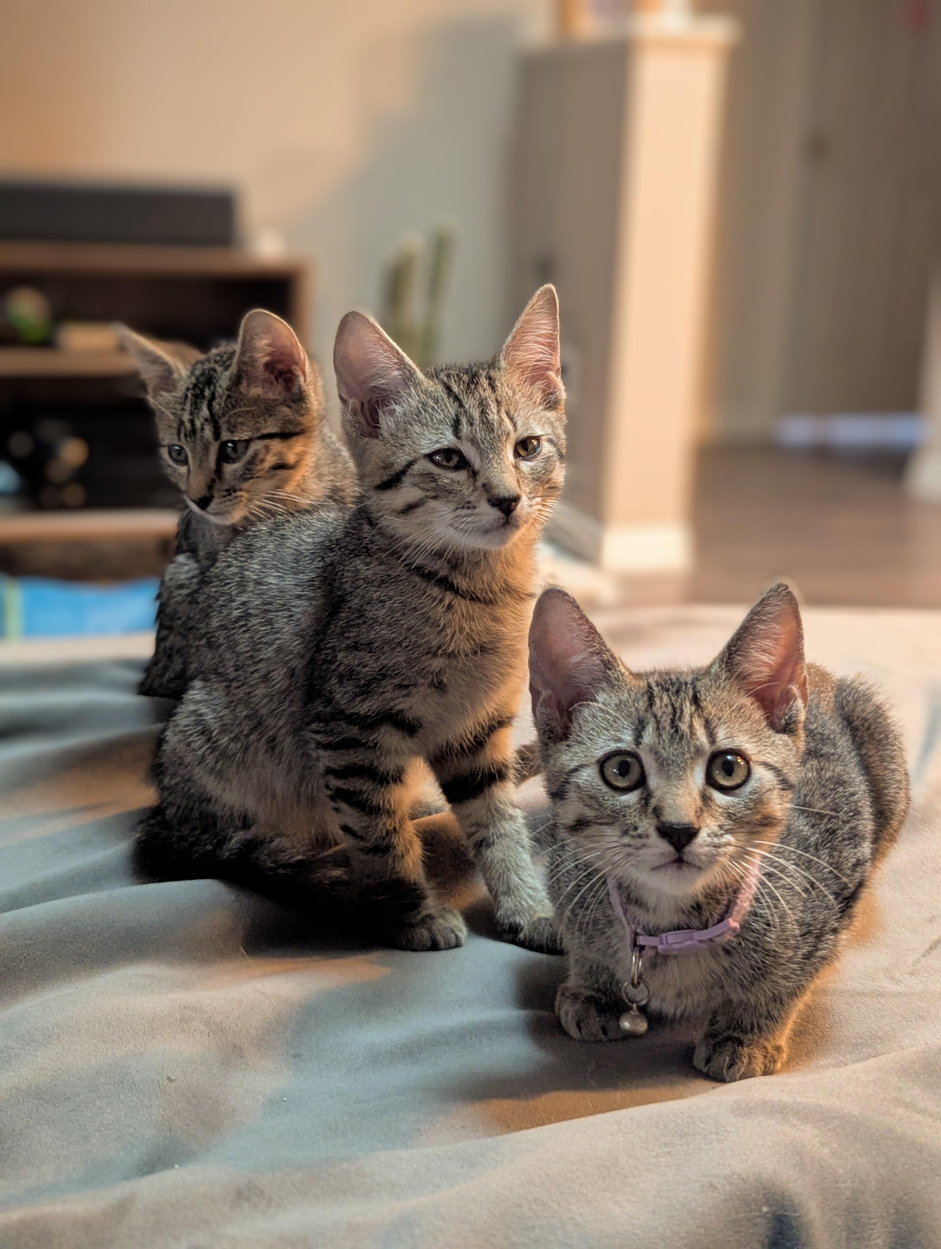 Enlarge Tips, a Adoptable Domestic Short Hair in Coppell, TX image 6/6