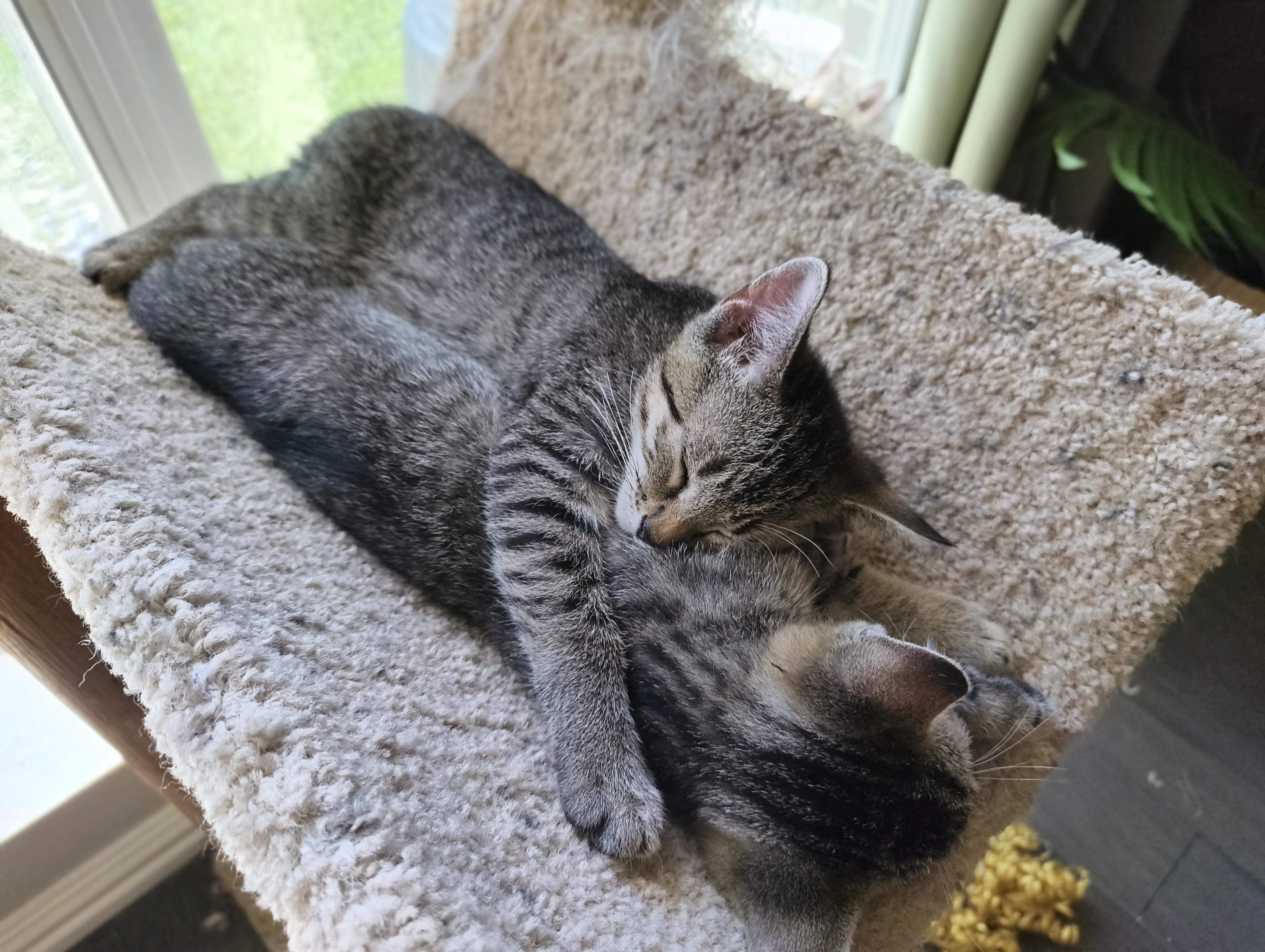 Enlarge Tips, a Adoptable Domestic Short Hair in Coppell, TX image 5/6