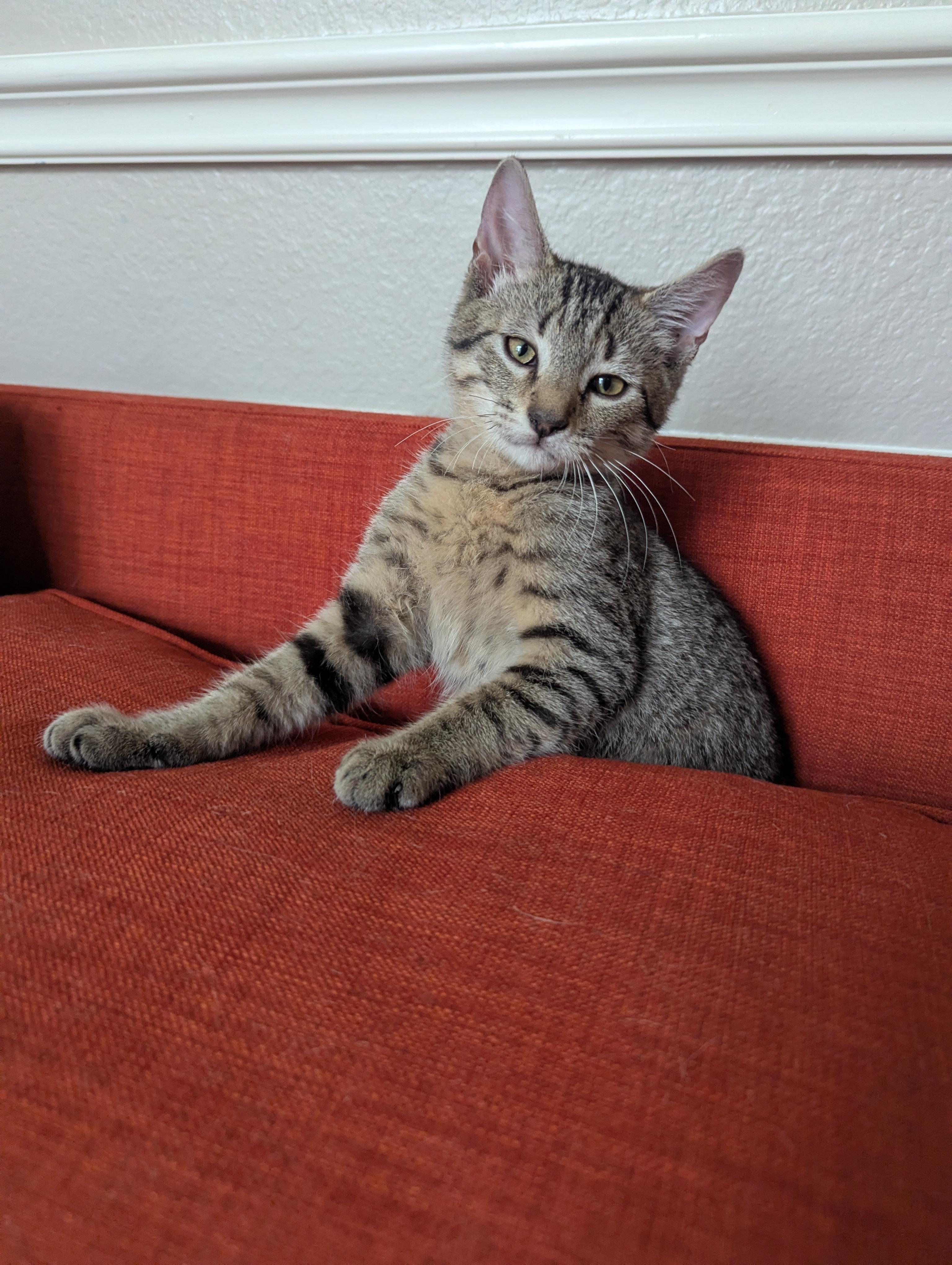 Enlarge Tips, a Adoptable Domestic Short Hair in Coppell, TX image 3/6