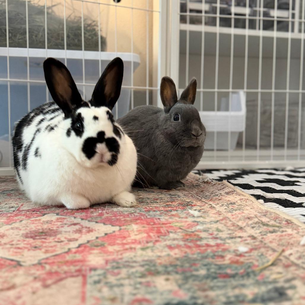 Enlarge Buns (bonded with Nelly), a Adoptable Netherland Dwarf in Portland, OR image 2/6