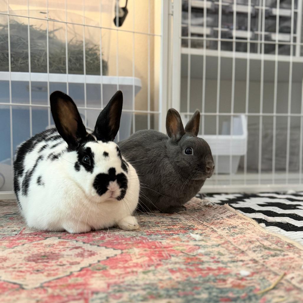 Enlarge Buns (bonded with Nelly), a Adoptable Netherland Dwarf in Portland, OR image 3/6
