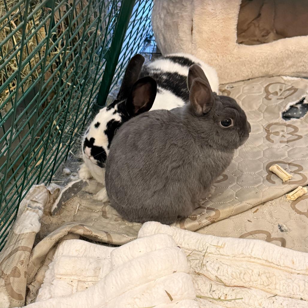 Enlarge Buns (bonded with Nelly), a Adoptable Netherland Dwarf in Portland, OR image 4/6