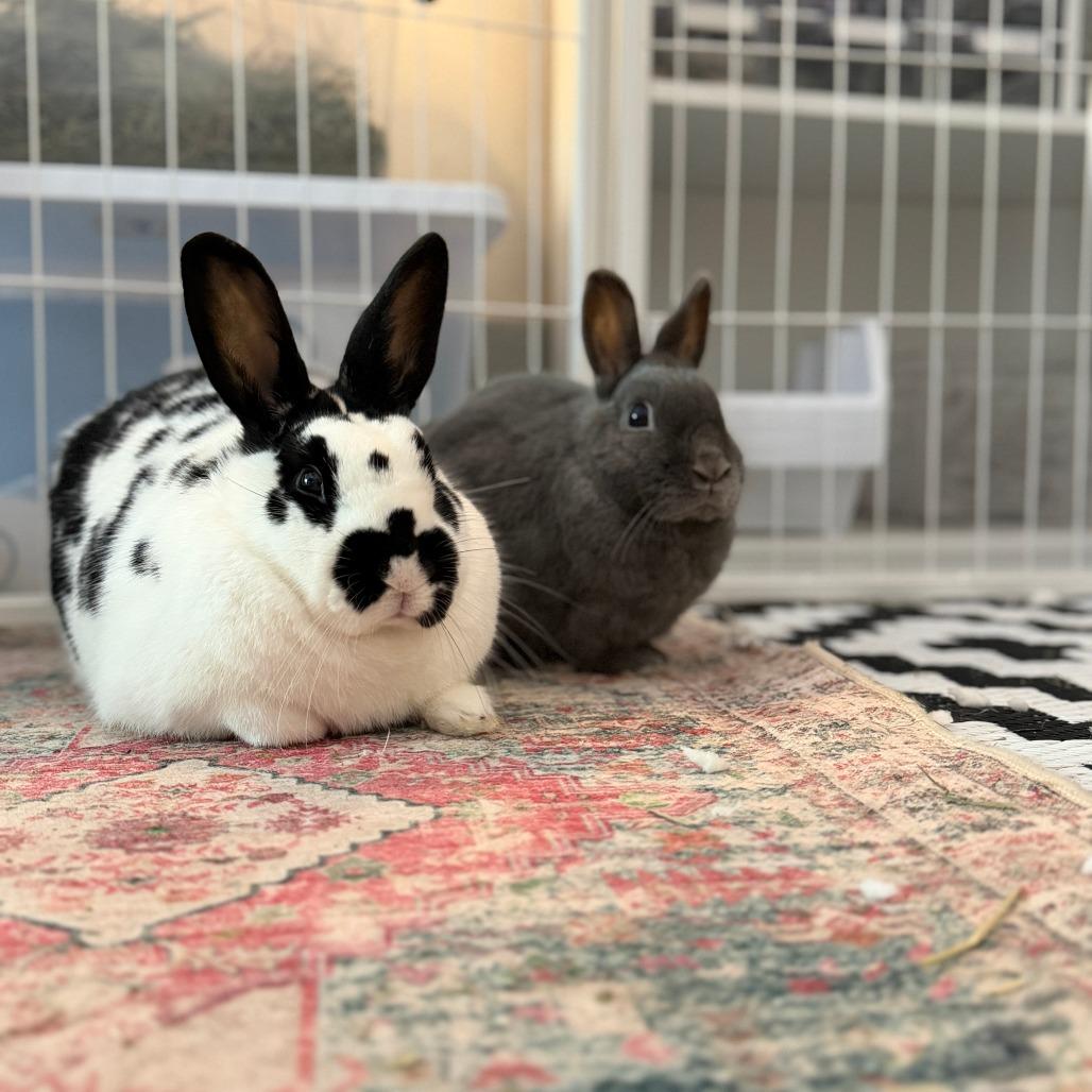 Enlarge Buns (bonded with Nelly), a Adoptable Netherland Dwarf in Portland, OR image 6/6
