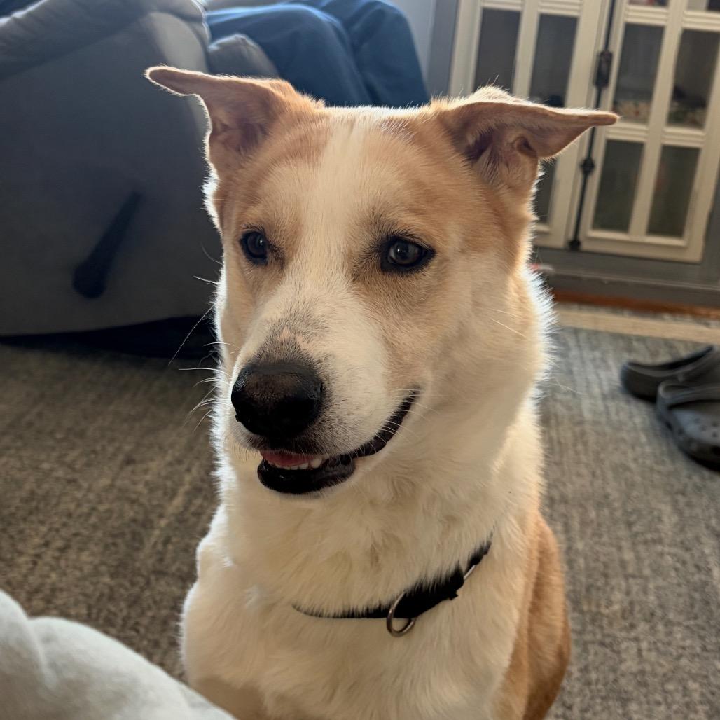 Enlarge Max Knox, a Adoptable mixed breed in Rockville, MD image 2/4