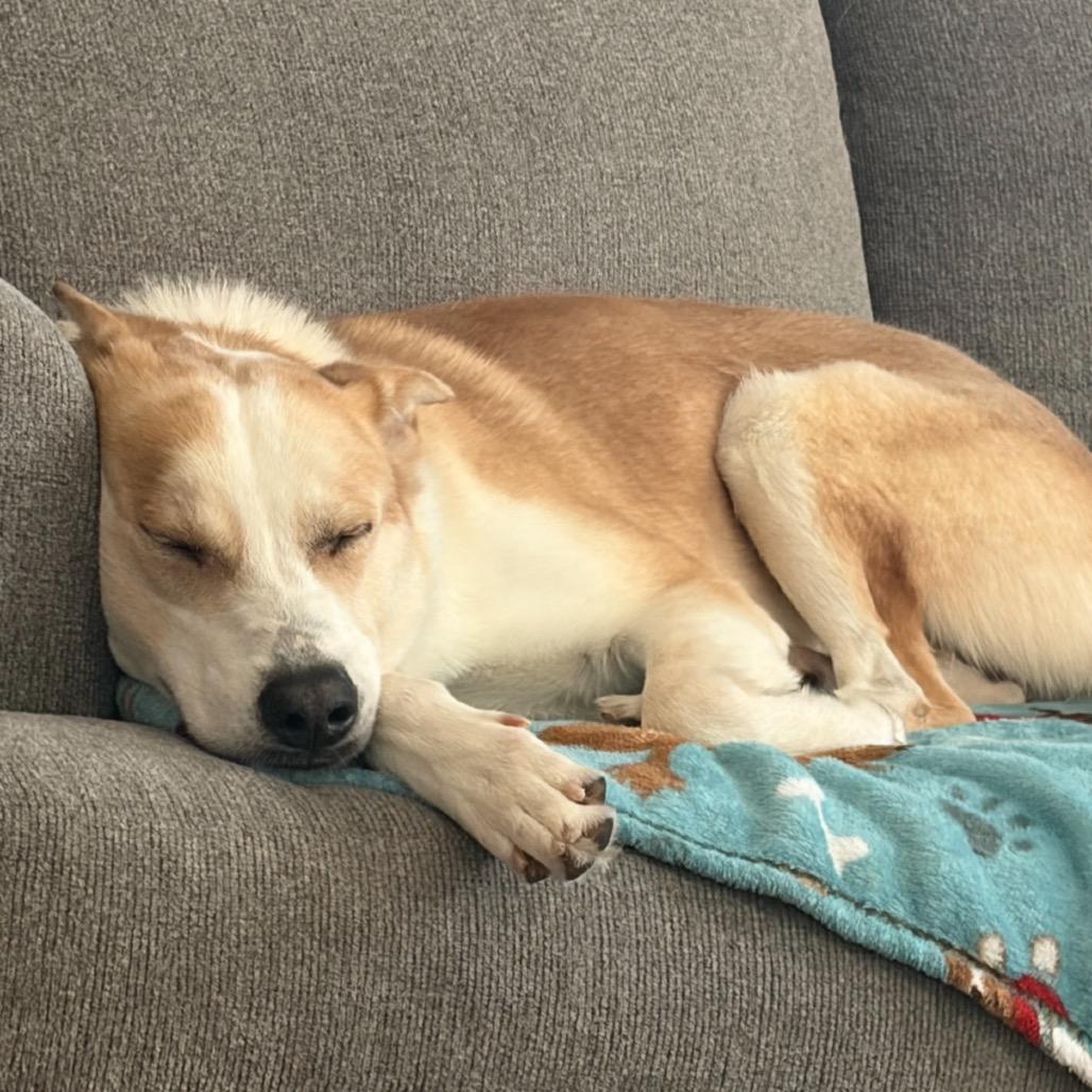 Enlarge Max Knox, a Adoptable mixed breed in Rockville, MD image 3/4
