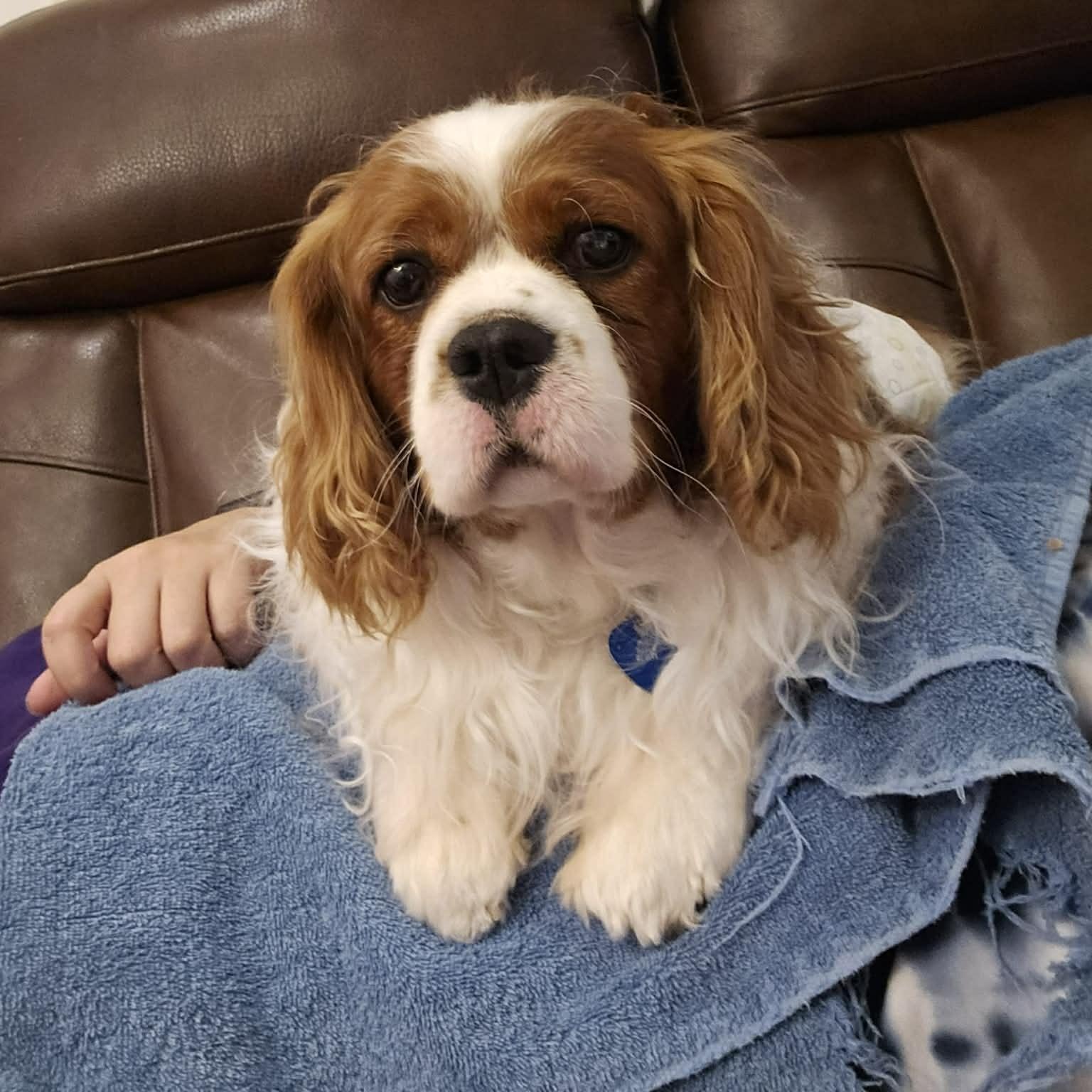 Enlarge Connor: Cavalier King Charles spaniel 4yrs, a Adoptable Cavalier King Charles Spaniel in ST JACOBS, ON image 2/5