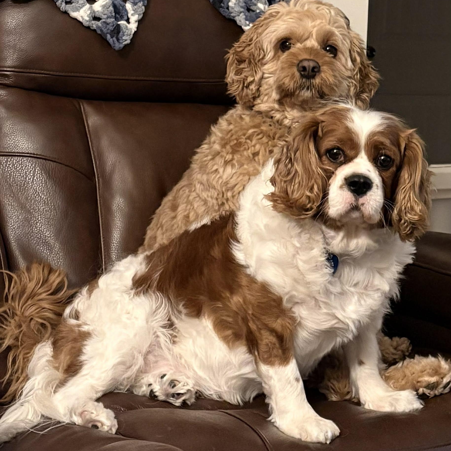 Enlarge Connor: Cavalier King Charles spaniel 4yrs, a Adoptable Cavalier King Charles Spaniel in ST JACOBS, ON image 1/5