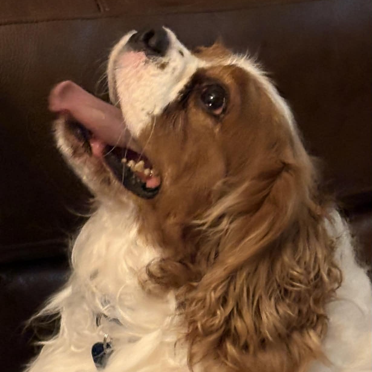 Enlarge Connor: Cavalier King Charles spaniel 4yrs, a Adoptable Cavalier King Charles Spaniel in ST JACOBS, ON image 4/5