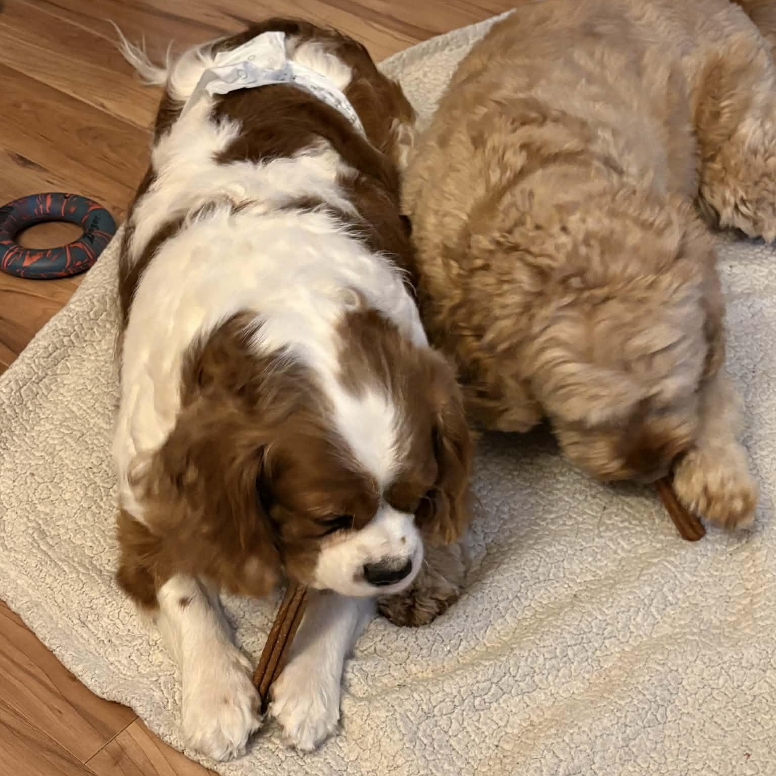 Enlarge Connor: Cavalier King Charles spaniel 4yrs, a Adoptable Cavalier King Charles Spaniel in ST JACOBS, ON image 3/5