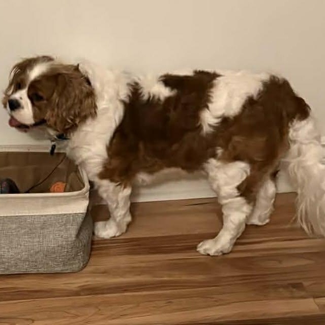 Enlarge Connor: Cavalier King Charles spaniel 4yrs, a Adoptable Cavalier King Charles Spaniel in ST JACOBS, ON image 5/5