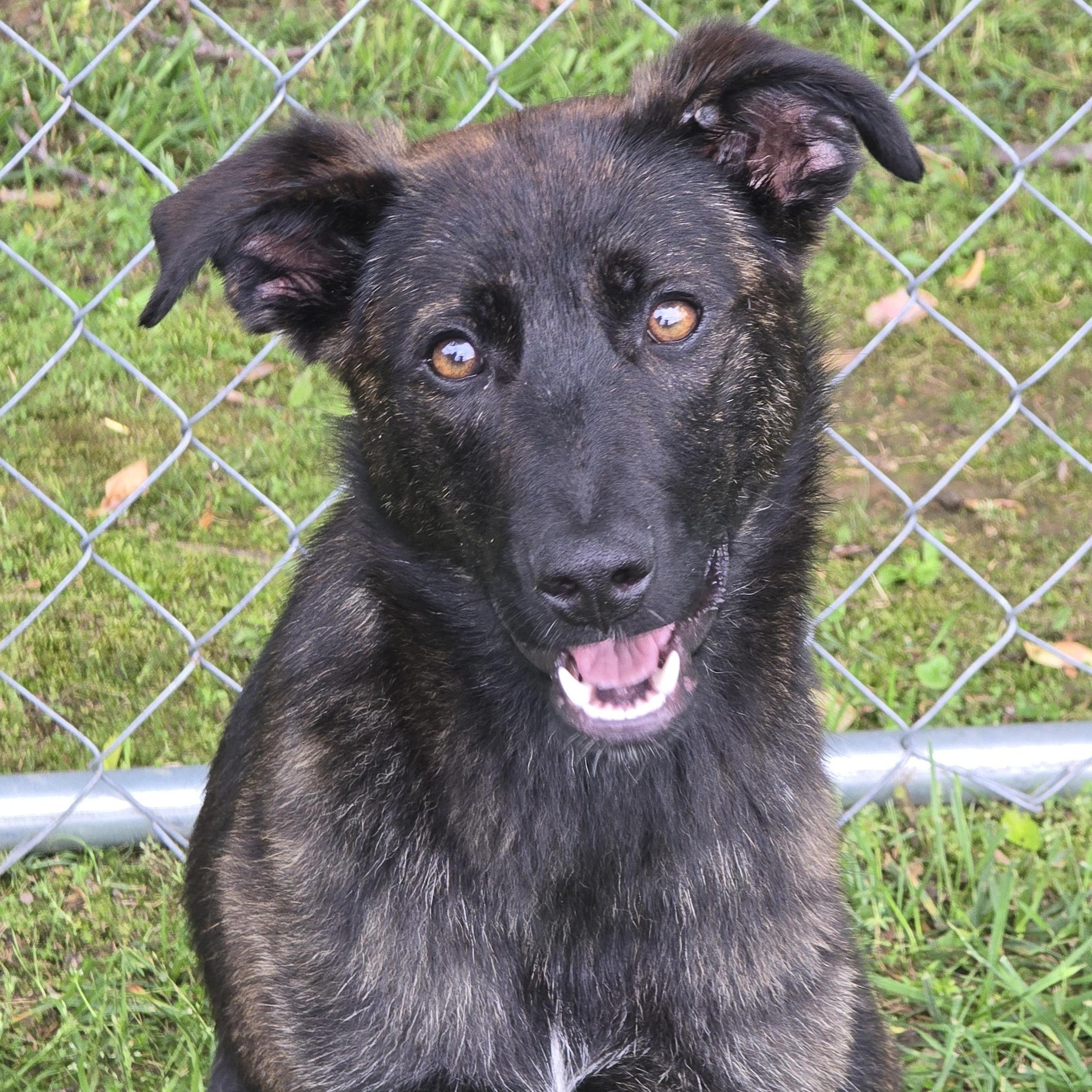 Tessie, Adoptable, Young Female German Shepherd Dog.