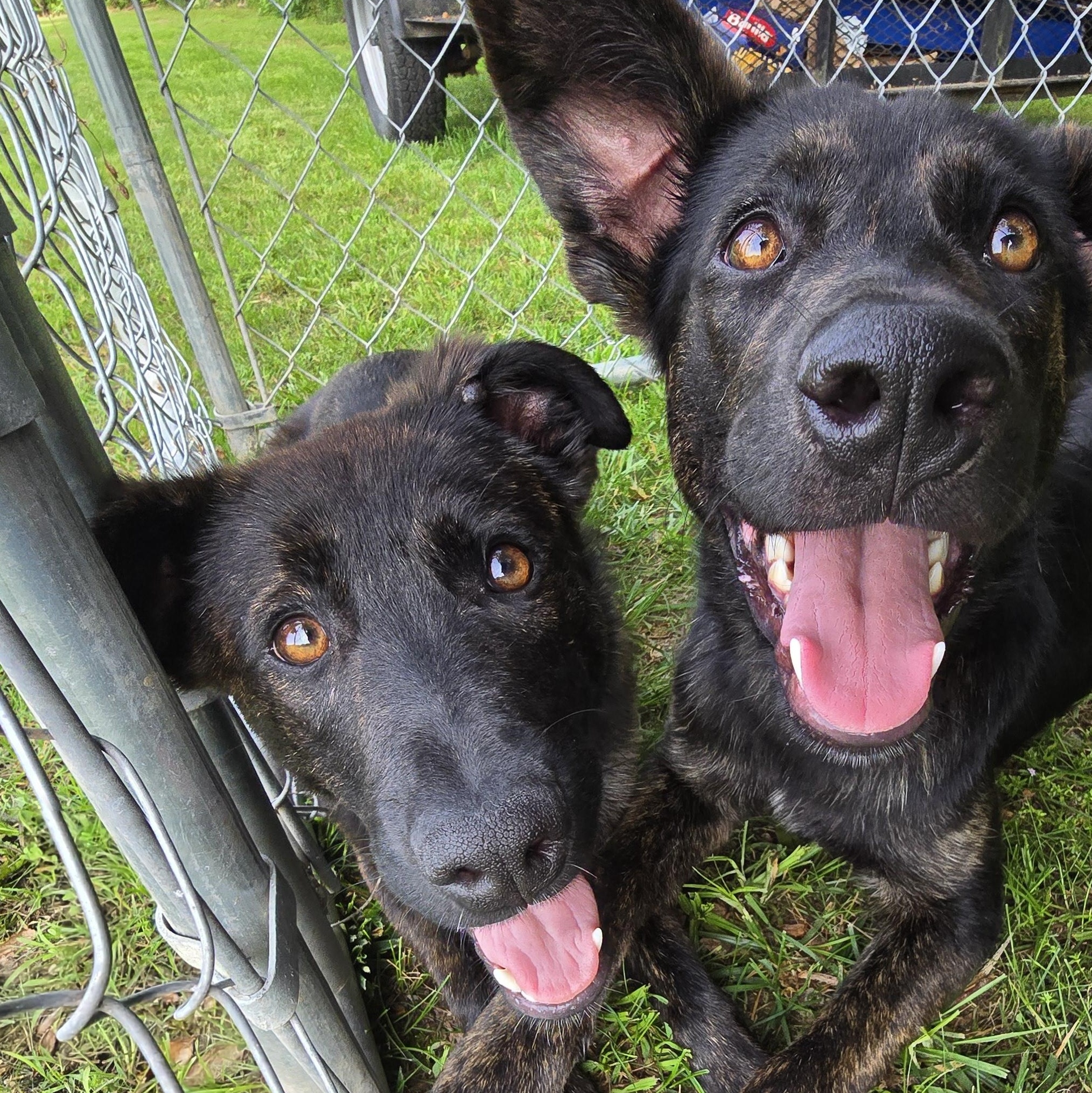 Tessie, a Adoptable German Shepherd Dog in Athens, AL image 3/3