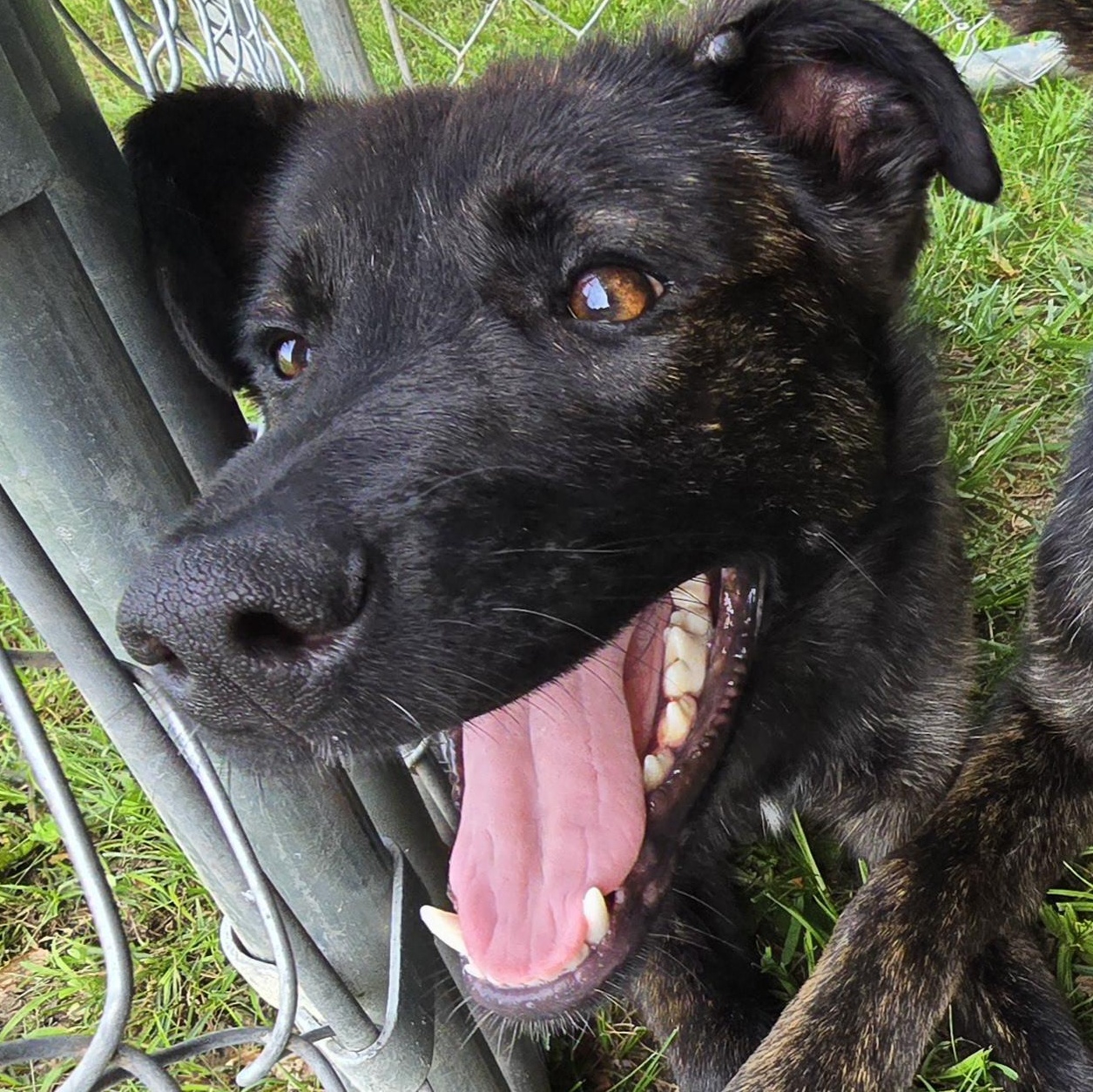 Tessie, a Adoptable German Shepherd Dog in Athens, AL image 2/3